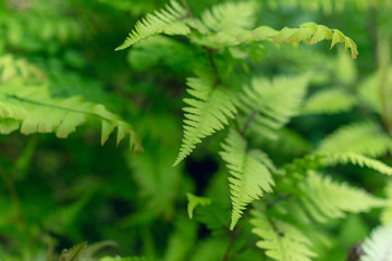 Japanese ferns in teh woods in the Spring