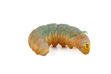 Poplar-hawk moth larva over white background