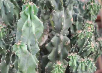Pretty cactus