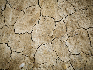 Dry dirt texture in a swamp