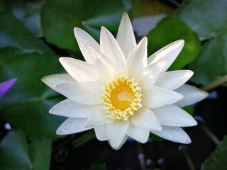 White water lily in a little basin 