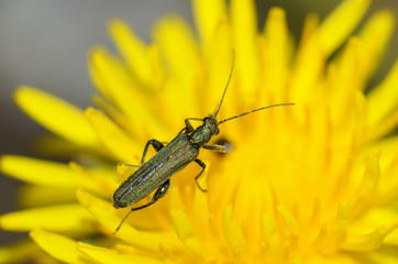 Beetle crawling on the stem.