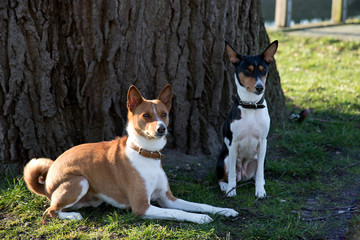seiten ansicht auf einen zwei und drei farbigen jack russell  auf  einer gras fläche liegend und sitzend in meppen emsland deutschland fotografiert während eines spaziergangs in der natur