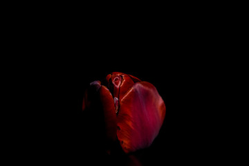 Bright and unusual tulips on a monophonic black background. Night photographing in a garden with flowers.