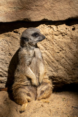 Full body of adult wild African Meerkat (Suricatta)