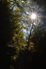 Obraz premium Herbstsonne