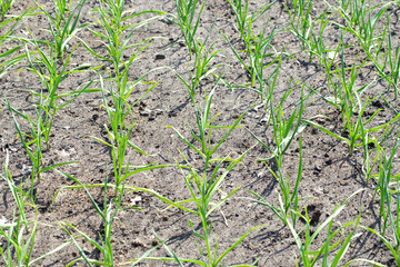 beds of young garlic
