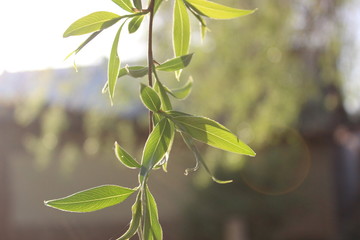 Obraz premium Bright green leaves in the sunshine