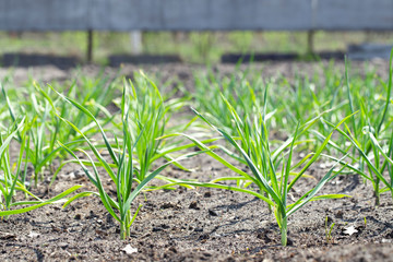 garlic grows in the garden