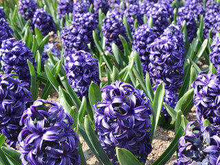 bouquet of spring flowers