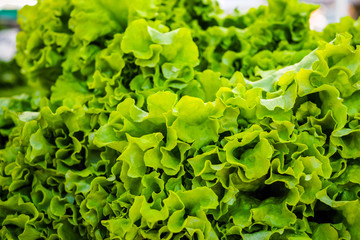 Fresh lettuce on the market