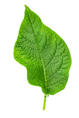 fresh green leaf of potato plant isolated on white background.