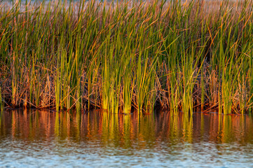 Grass on Pond