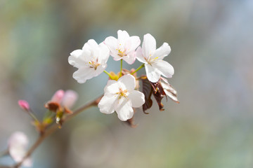 Beautiful Sakura Flower or Cherry Blossom on blue sky Background