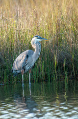 Naklejka premium Great Blue Heron on Ponds edge