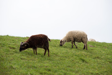 zwei schafe weiden auf einer grasfläche in rhede emsland deutschland fotografiert während eines spaziergangs in der natur