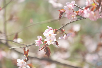 Beautiful Sakura Flower or Cherry Blossom on blue sky Background