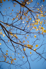 branches of a tree against blue sky
