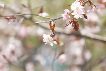Beautiful Sakura Flower or Cherry Blossom on blue sky Background