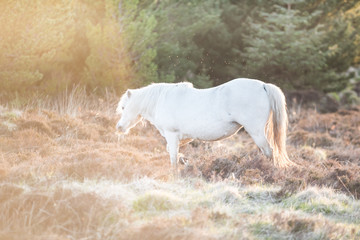 Obraz na płótnie Canvas White horse - beautiful white stallion running on a meadow at dawn