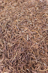 set of bean berries - Brazil