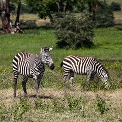 Fototapeta na wymiar zebra in wild