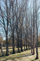 Fototapeta premium autumn in the park