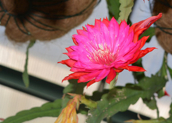 Pink cactus flower