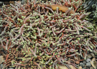 Green cactus background