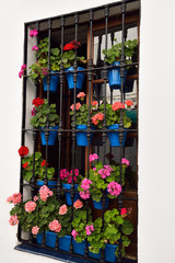 Potted geranium flowers in window on the route of Patios of Alcazar Viejo Cordoba
