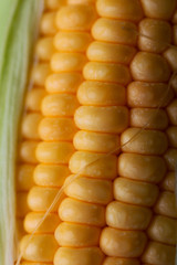 Close up shot Fresh ripe and peeled sweet corn with water drop high vitamin nature food select focus shallow depth of field