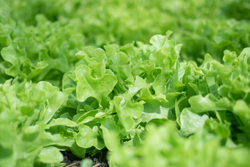 green oak and red oak in vegetable garden 