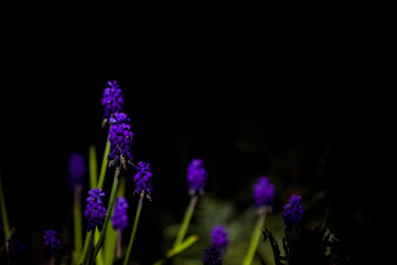 Bright and unusual blue and violet small flowers on a monophonic black background. Night photographing in a garden.