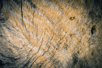 Old tree texture natural background.