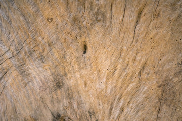 Old tree texture natural background.
