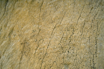 Old tree texture natural background.