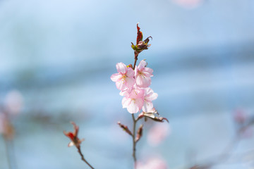 Beautiful Sakura Flower or Cherry Blossom on blue sky Background