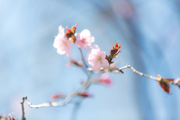 Beautiful Sakura Flower or Cherry Blossom on blue sky Background