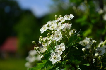beautiful little white hawthorn flowers on a tree