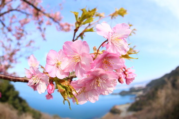 笠戸島の桜