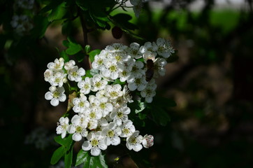 beautiful little white hawthorn flowers on a tree