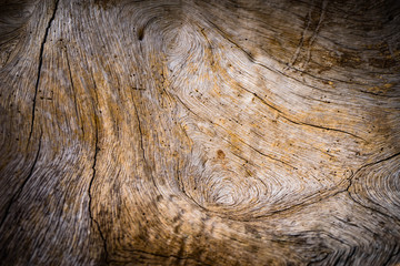 Old tree texture natural background.