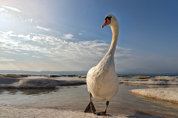 Tiere. Vogel.