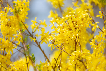 Beautiful Yellow blooming Forsythia flowers in spring, blue sky on background.