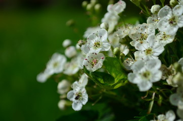 beautiful little white hawthorn flowers on a tree