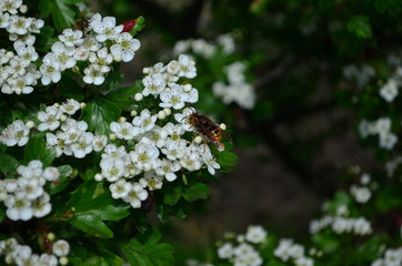 beautiful little white hawthorn flowers on a tree