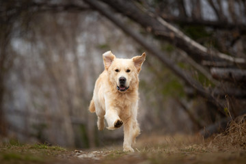 Crazy, cute and happy dog breed golden retriever running in the forest and has fun at sunset