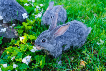 Fototapeta premium Domestic animals. Small gray rabbits of dewy morning on green grass. Close up.