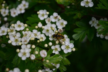 beautiful little white hawthorn flowers on a tree