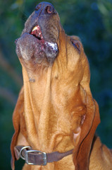 Bloodhound Howling - obrazy, fototapety, plakaty